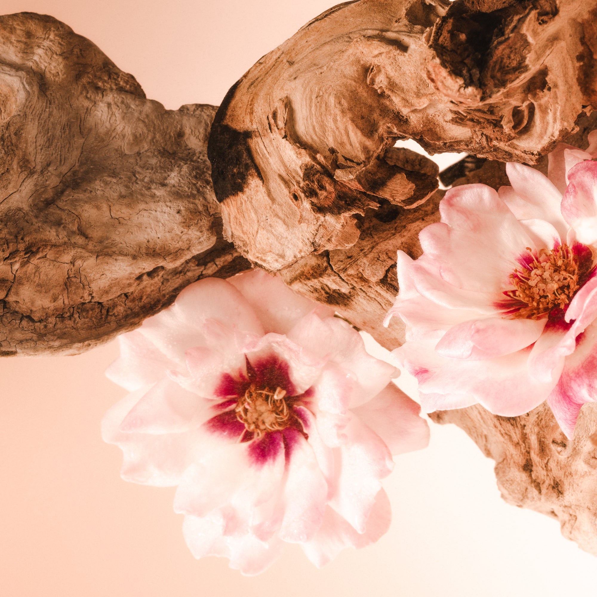 Santal Bloom - Vault Set